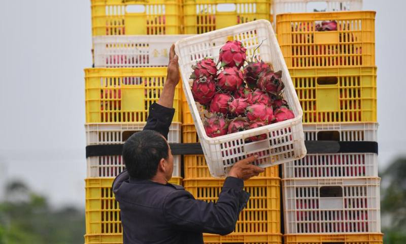 A farmer carries a basket of pitayas in Zhonghe Township of Danzhou, south China's Hainan Province, Feb. 24, 2023.

Many fruits and vegetable in China's tropical Hainan Province have entered their harvest season in early spring. (Xinhua/Pu Xiaoxu)