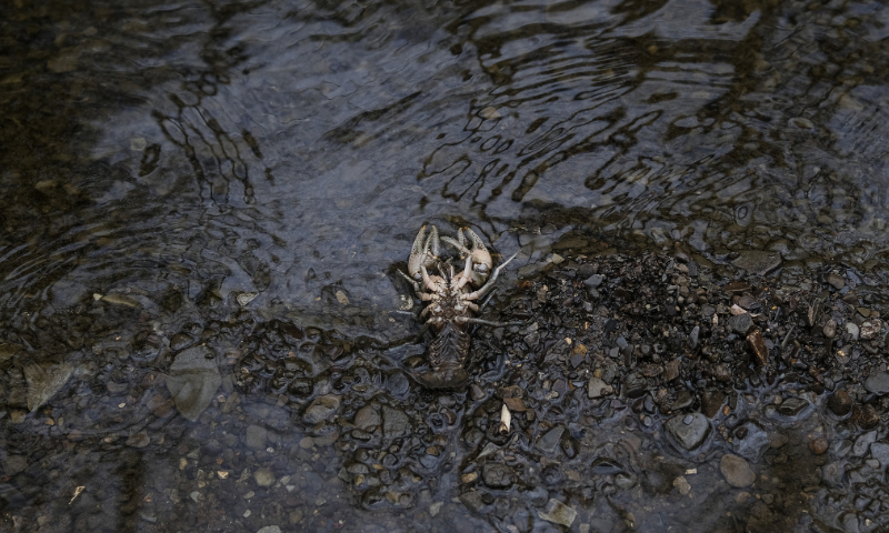 A dead crustacean is seen in Leslie Run creek in East Palestine, Ohio, US, on February 20, 2023. Photo: VCG