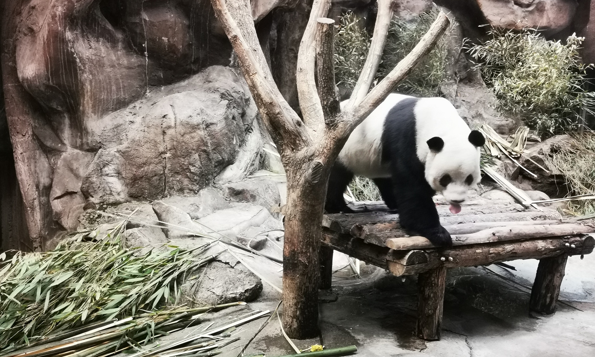 A panda sticks out its tongue after enjoying a meal of bamboo at the Beijing Zoo on February 27, 2023. Photo: IC