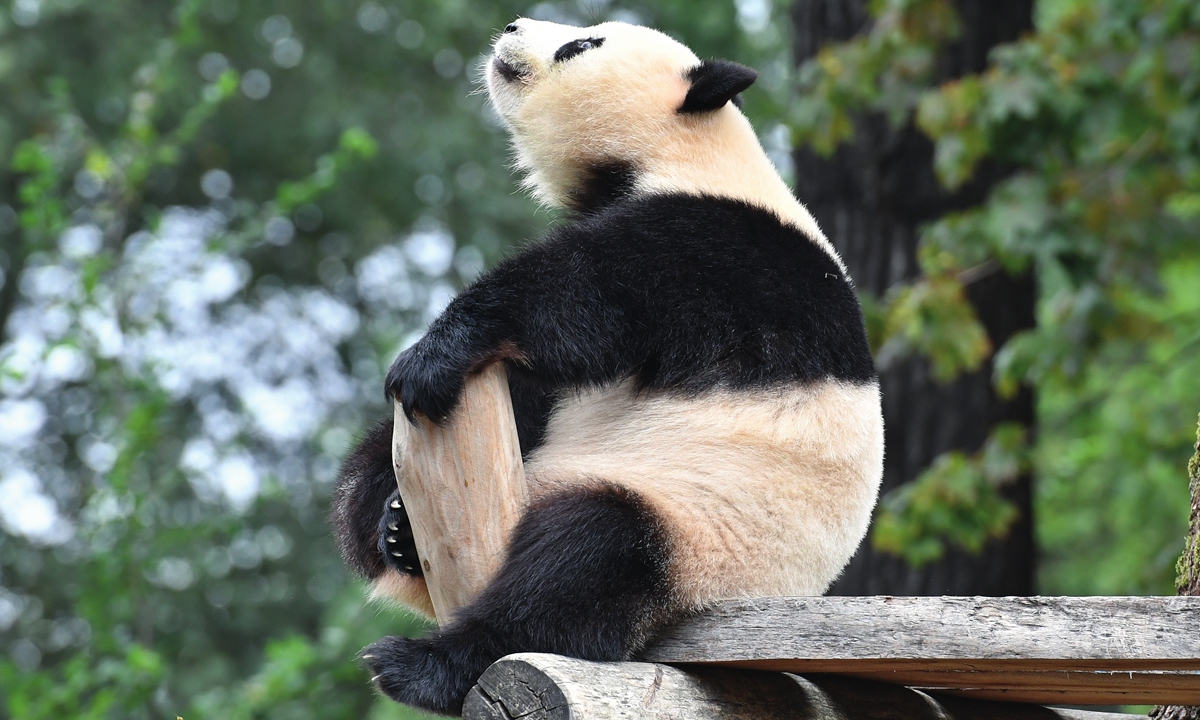 The giant panda Meng Meng, who was sent to Germany from China on a long-term loan, is seen playing on wood piles at Berlin Zoo on August 21, 2017.Photo: IC