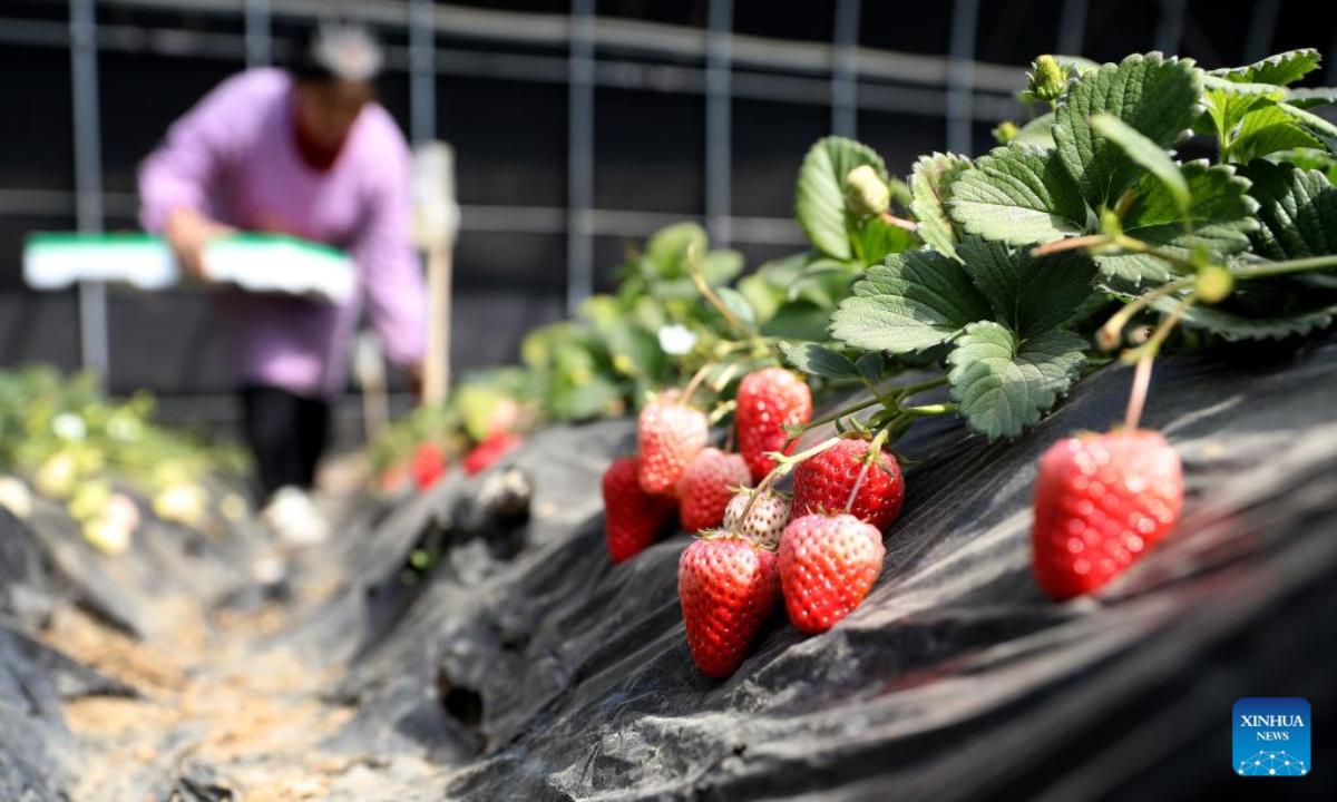 Villagers pick strawberries in a greenhouse in Tai'an, northeast China's Liaoning Province, March 2, 2023. Strawberries have entered the harvest season in Tai'an County. Villagers are busy picking strawberries to meet market demands. Photo:Xinhua