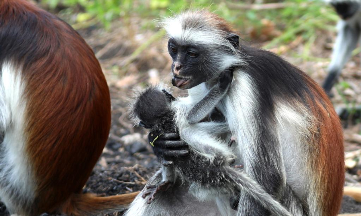 This photo taken on Feb 24, 2023 shows a Zanzibar red colobus in Zanzibar, Tanzania. Zanzibar red colobus, an endangered species, is mainly distributed in the forest reserve of Zanzibar Island in Tanzania. Photo:Xinhua 