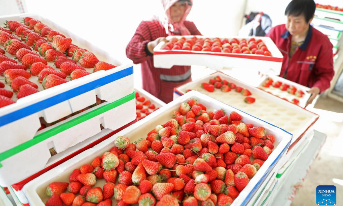 Villagers pick strawberries in a greenhouse in Tai'an, northeast China's Liaoning Province, March 2, 2023. Strawberries have entered the harvest season in Tai'an County. Villagers are busy picking strawberries to meet market demands. Photo:Xinhua