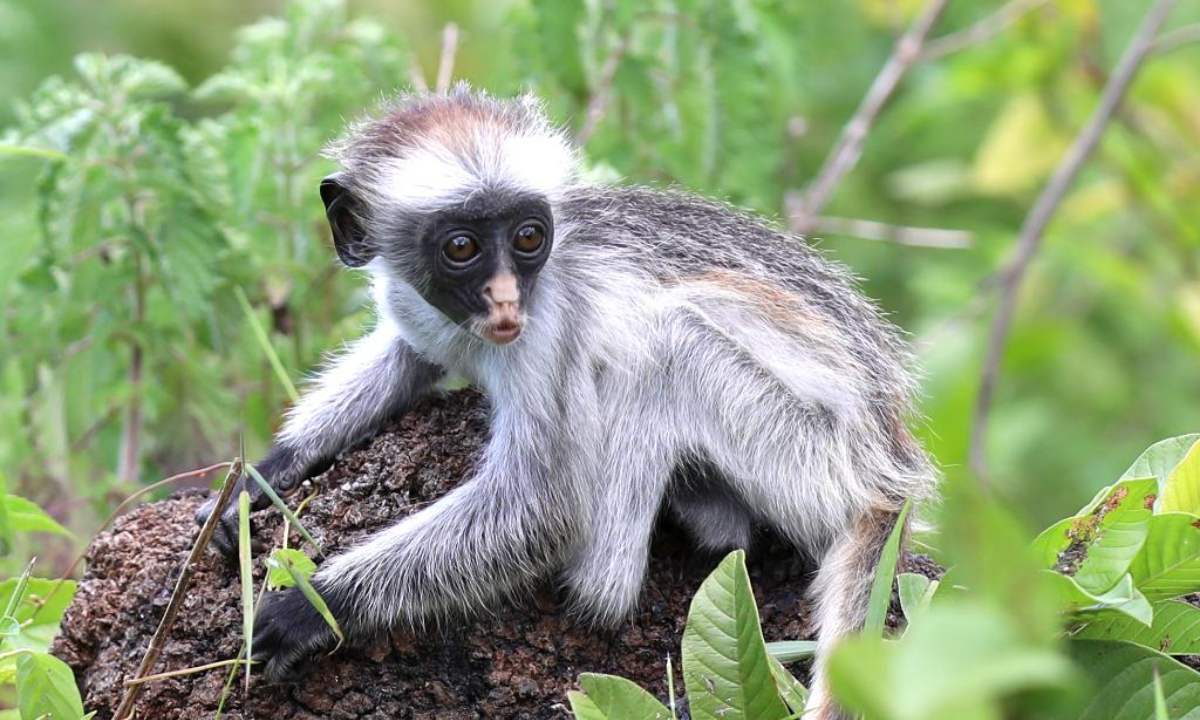 This photo taken on Feb 24, 2023 shows a Zanzibar red colobus in Zanzibar, Tanzania. Zanzibar red colobus, an endangered species, is mainly distributed in the forest reserve of Zanzibar Island in Tanzania. Photo:Xinhua 