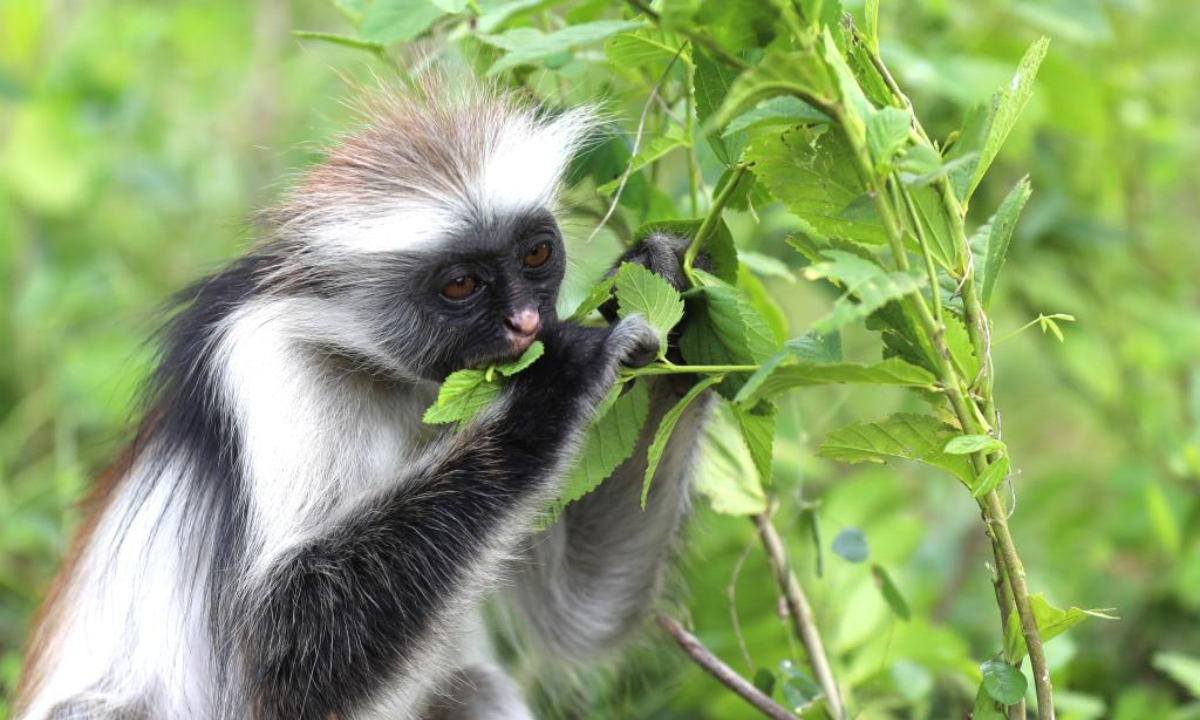 This photo taken on Feb 24, 2023 shows a Zanzibar red colobus in Zanzibar, Tanzania. Zanzibar red colobus, an endangered species, is mainly distributed in the forest reserve of Zanzibar Island in Tanzania. Photo:Xinhua 