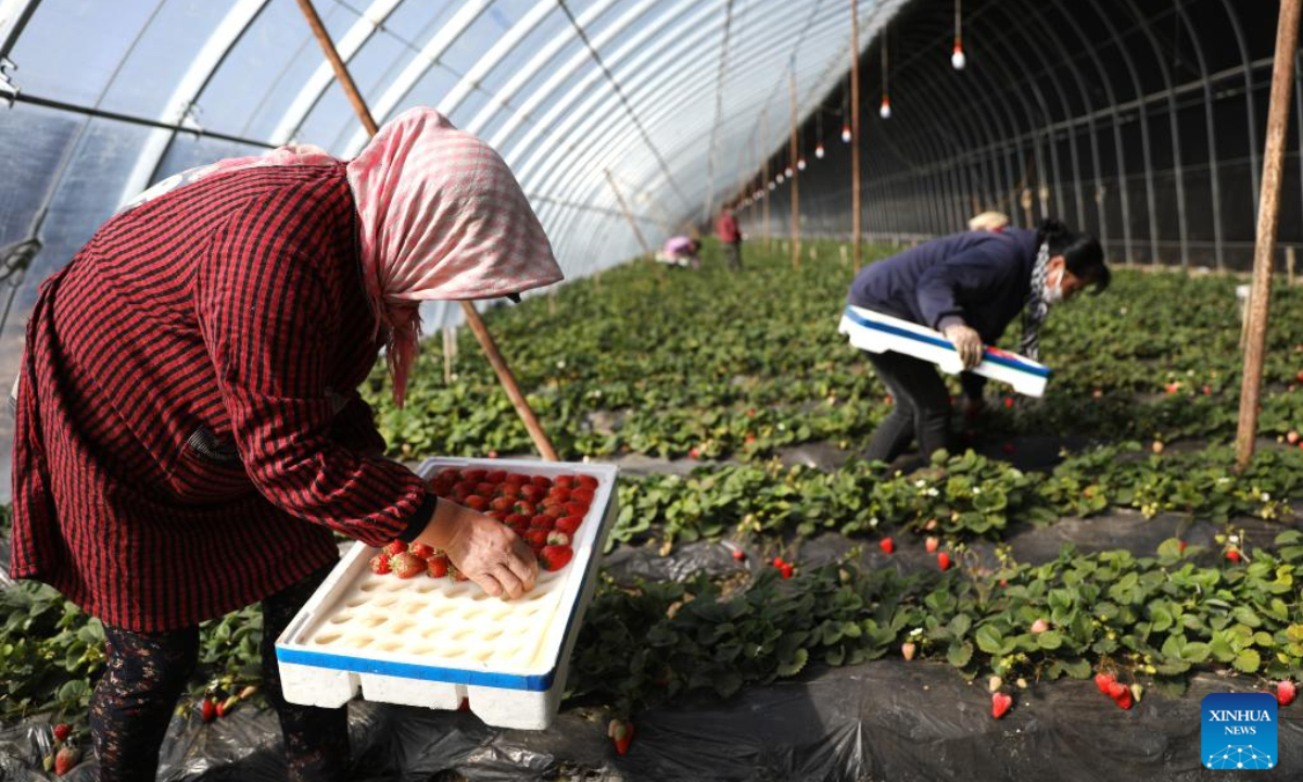 Villagers pick strawberries in a greenhouse in Tai'an, northeast China's Liaoning Province, March 2, 2023. Strawberries have entered the harvest season in Tai'an County. Villagers are busy picking strawberries to meet market demands. Photo:Xinhua