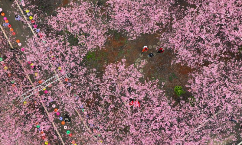 This aerial photo taken on March 4, 2023 shows cherry blossoms in Luoqiao Township of Changning, central China's Hunan Province. (Xinhua/Zhao Zhongzhi)