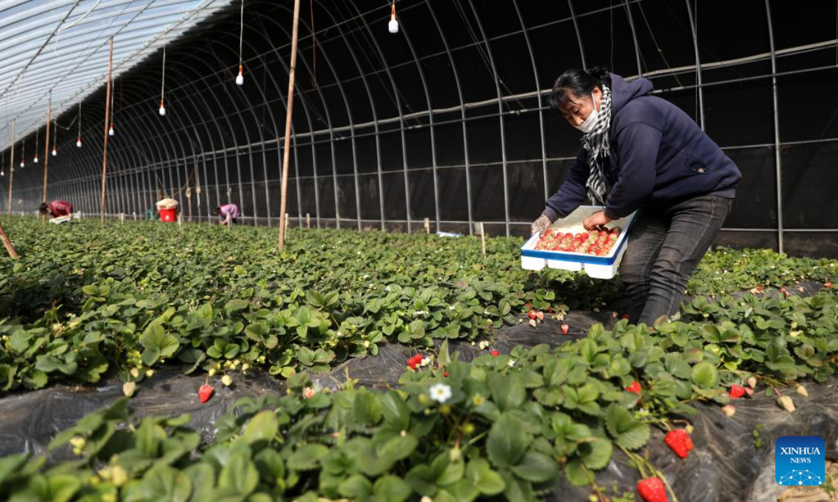 Villagers pick strawberries in a greenhouse in Tai'an, northeast China's Liaoning Province, March 2, 2023. Strawberries have entered the harvest season in Tai'an County. Villagers are busy picking strawberries to meet market demands. Photo:Xinhua