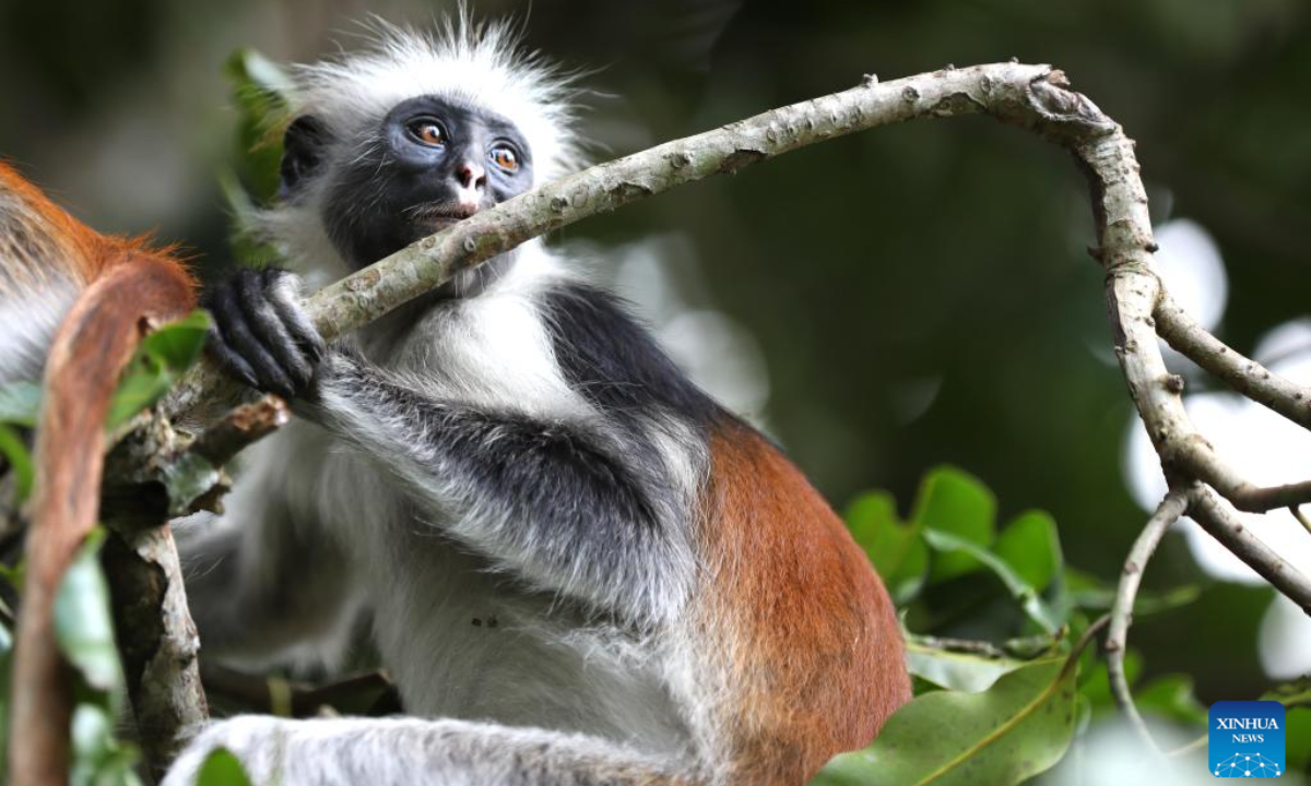 This photo taken on Feb 24, 2023 shows a Zanzibar red colobus in Zanzibar, Tanzania. Zanzibar red colobus, an endangered species, is mainly distributed in the forest reserve of Zanzibar Island in Tanzania. Photo:Xinhua 