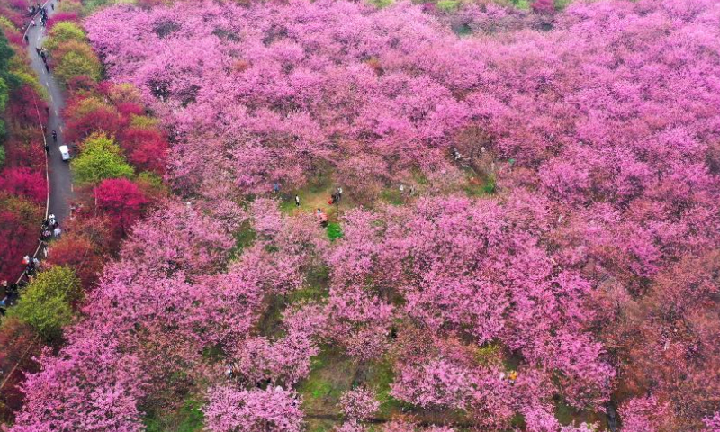 This aerial photo taken on March 4, 2023 shows cherry blossoms in Luoqiao Township of Changning, central China's Hunan Province. (Xinhua/Zhao Zhongzhi)