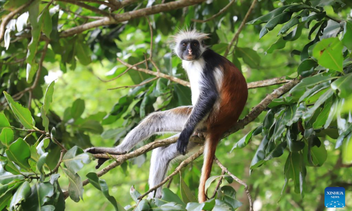 This photo taken on Feb 24, 2023 shows a Zanzibar red colobus in Zanzibar, Tanzania. Zanzibar red colobus, an endangered species, is mainly distributed in the forest reserve of Zanzibar Island in Tanzania. Photo:Xinhua 