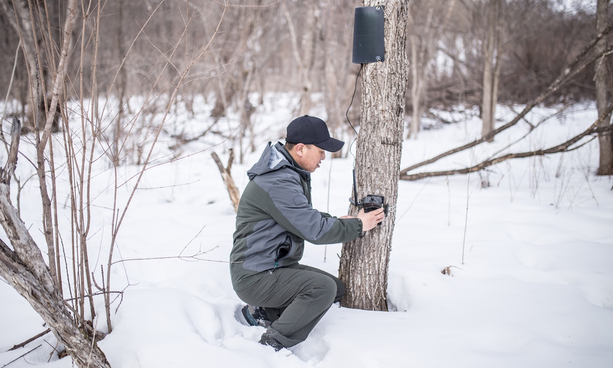 Meng Xin checks a camera in the forests of Hunchun Forestry Bureau in Northeast China's Jilin Province on February 14, 2023 Photo: Shan Jie/GT