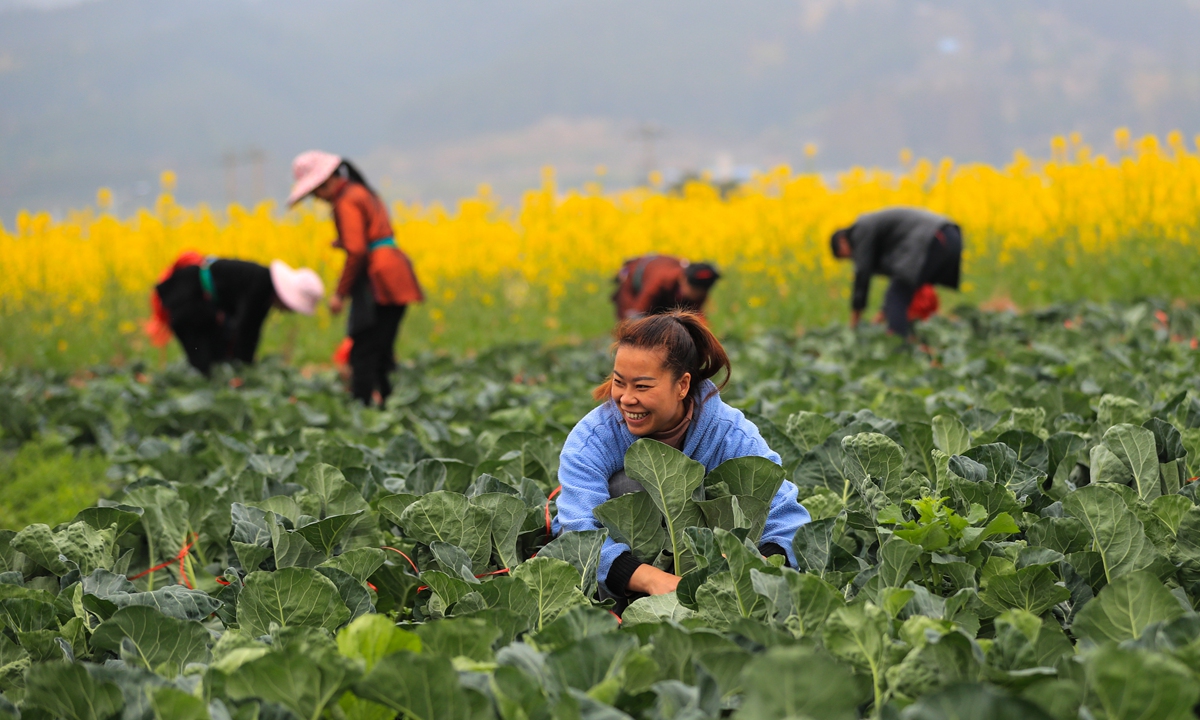 Villagers care for vegetables in the field in Congjiang, Qiandongnan Miao and Dong Autonomous Prefecture, Southwest China's Guizhou Province, on February 18, 2023. Photo: IC
