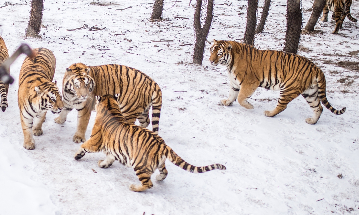 Siberian tigers play in the Jilin Northeast Tiger Park in Changchun, Northeast China's Jilin Province on February 12, 2023. Photos: Shan Jie/GT