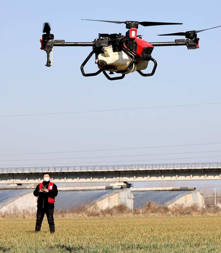Left: An agricultural technician uses a drone to fertilize wheat in Zaozhuang, East China's Shandong Province, on February 19, 2023. Photo: IC