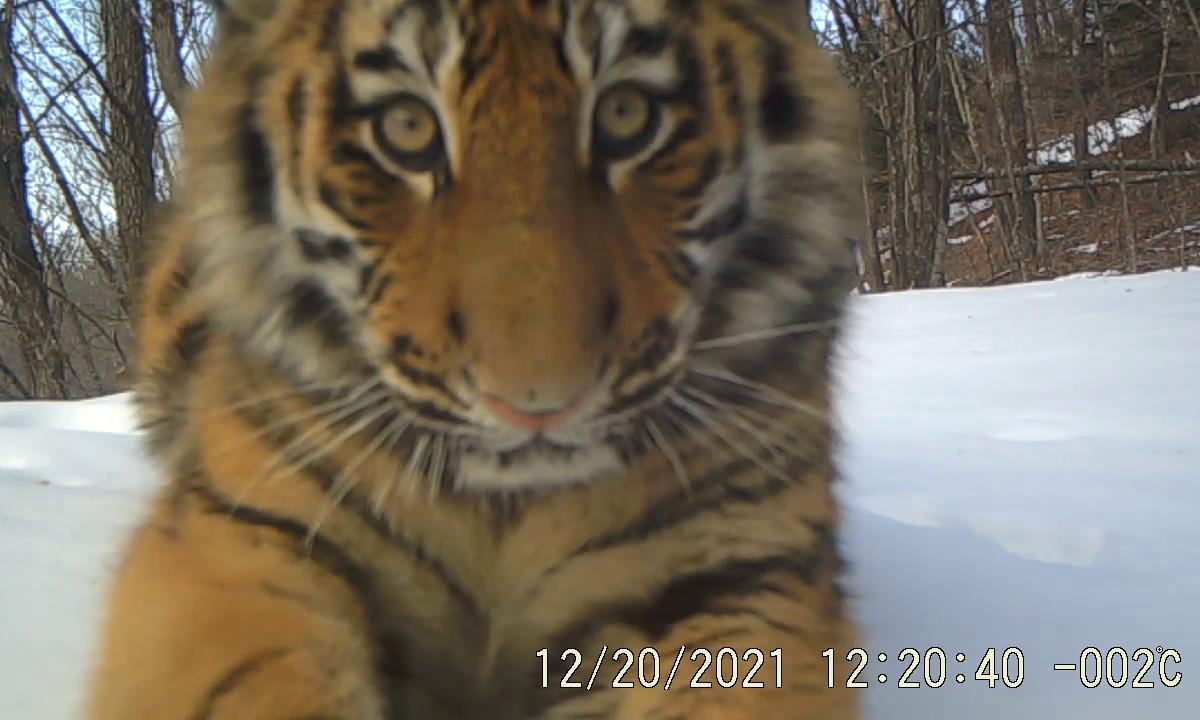 A wild Siberian tiger cub captured by camera Photo: Courtesy of the Hunchun Forestry Bureau