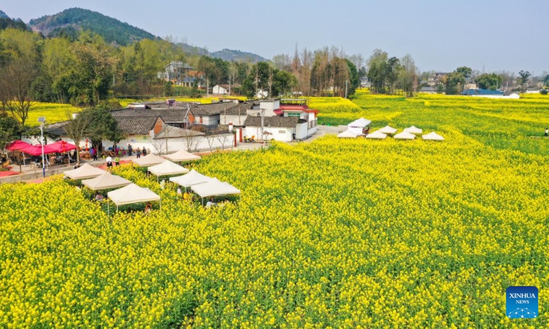 This aerial photo taken on March 5, 2023 shows tourists visiting a cole flower field in Daoming Town of Chongzhou, southwest China's Sichuan Province.(Photo: Xinhua)