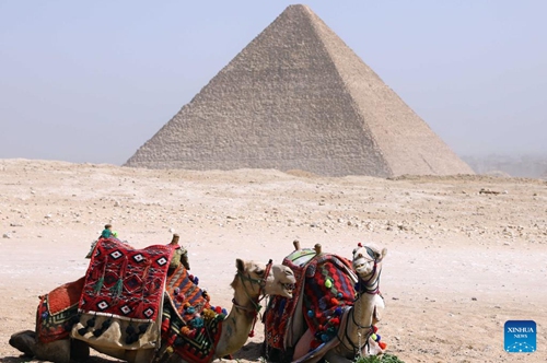 Camels are seen near the Khufu Pyramid in Giza, Egypt, on March 2, 2023. A discovery of a nine-meter-long and 2.10-meter-wide corridor behind the Great Pyramid of Giza, known as Khufu Pyramid, was announced on Thursday.(Photo: Xinhua)