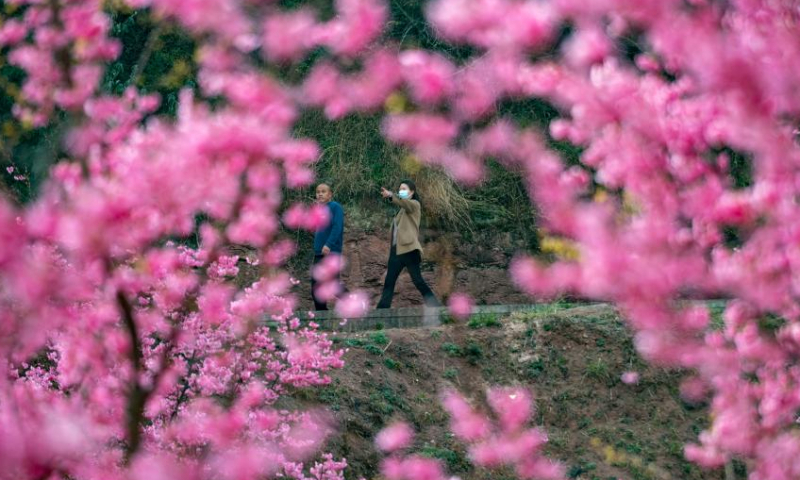 Tourists visit a scenic area which features over 400 mu (about 26.7 hectares) of cherry blossoms in Malong District of Qujing City, southwest China's Yunnan Province, March 5, 2023. (Xinhua/Chen Xinbo)