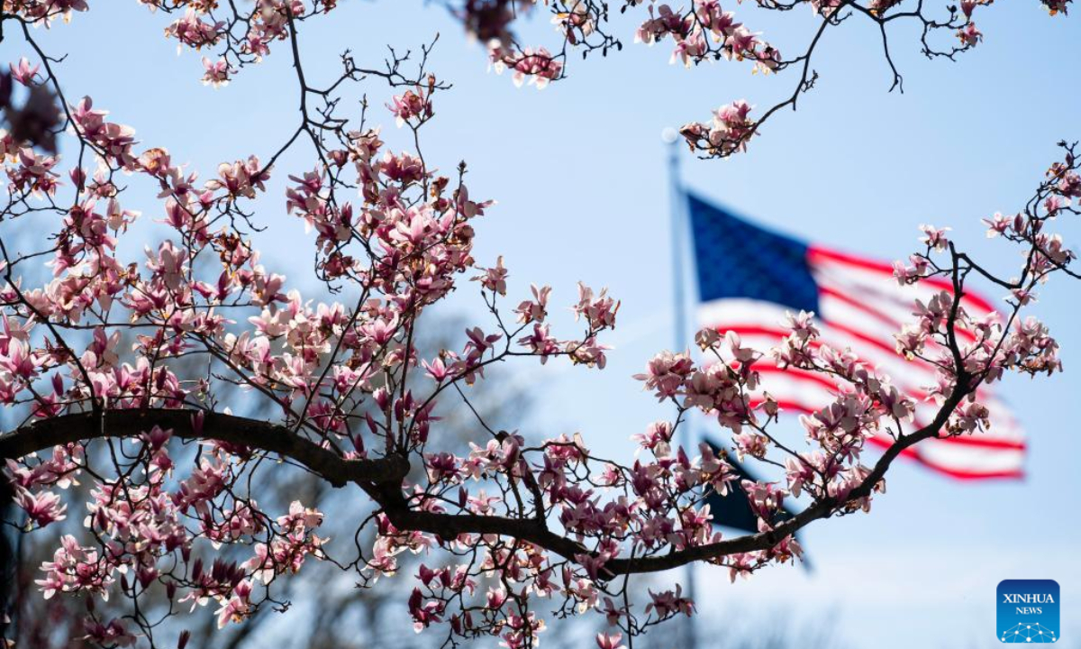 Photo taken on March 16, 2023 shows magnolia tree blooms at the Tidal Basin in Washington, DC, the United States. Photo:Xinhua