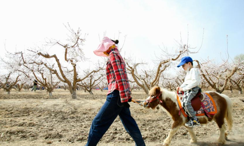 A child enjoys pony riding during an apricot blossom festival in Toksun County of Turpan, northwest China's Xinjiang Uygur Autonomous Region, March 18, 2023. The Turpan apricot blossom festival kicked off here Saturday. (Xinhua/Hao Zhao)
