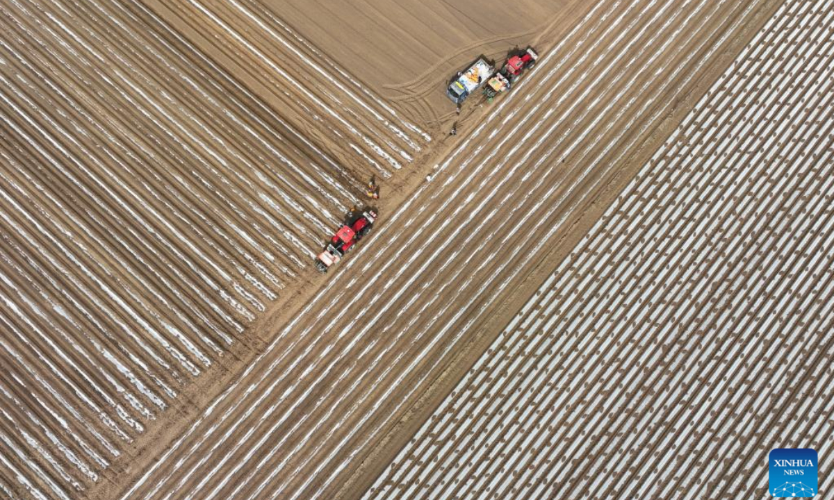 This aerial photo shows farmers sowing potatoes in Luannan County, north China's Hebei Province, March 17, 2023. Photo:Xinhua