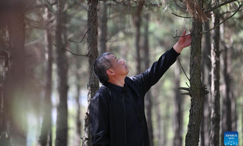 Zhang Wei checks the growth of trees on Luchong Mountain in Zhuding Town, Wuhe County, east China's Anhui Province, March 10, 2023. Zhang Wei, 57, is a senior technician and head of Zhuding forestry station under the natural resources and planning bureau of Wuhe.(Xinhua/Huang Bohan)