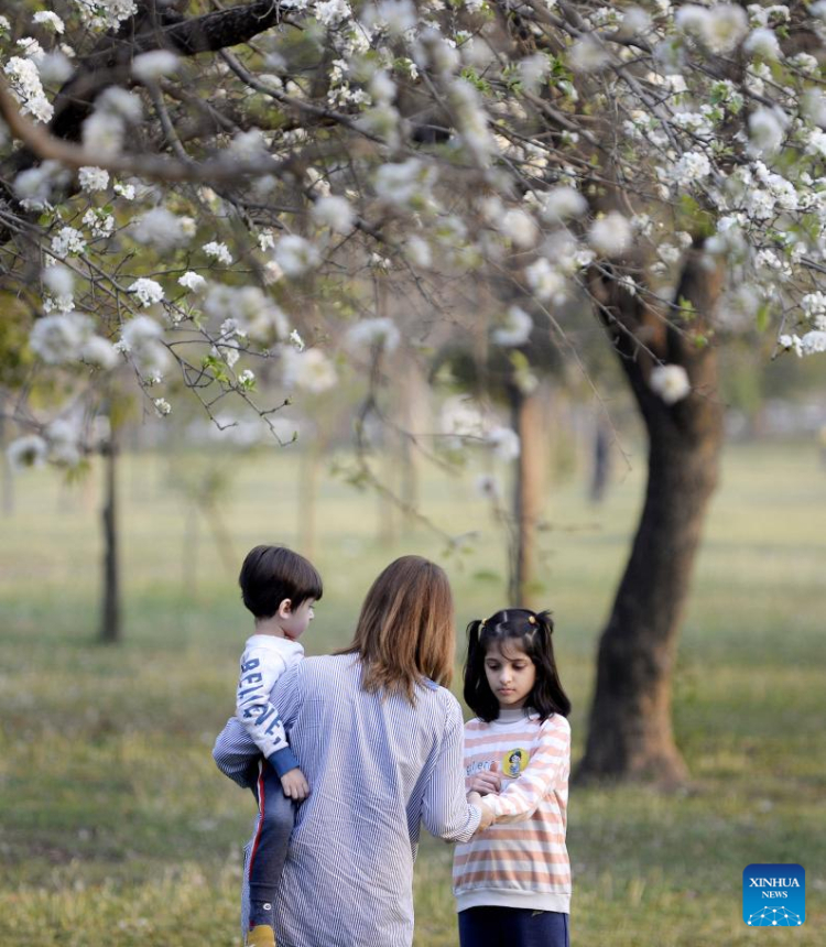 A woman and her children enjoy the view of apricot blossoms in Islamabad, capital of Pakistan, on March 10, 2023. (Xinhua/Ahmad Kamal)