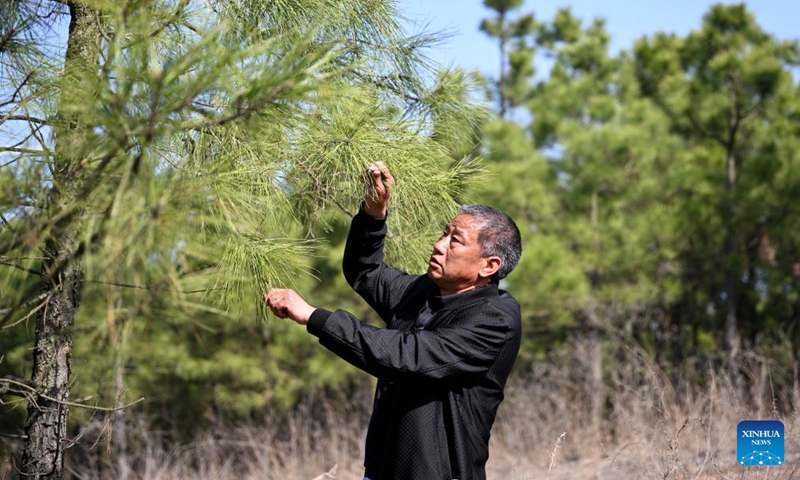 Zhang Wei checks a tree for pest damages on Luchong Mountain in Zhuding Town, Wuhe County, east China's Anhui Province, March 10, 2023. Zhang Wei, 57, is a senior technician and head of Zhuding forestry station under the natural resources and planning bureau of Wuhe. (Photo:Xinhua)