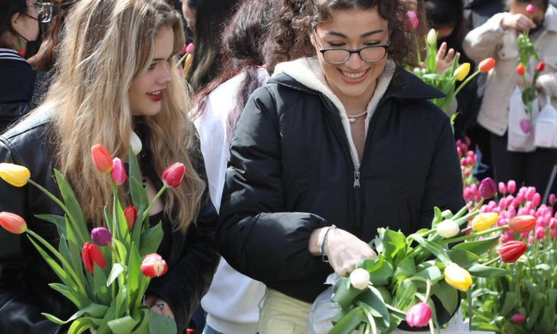 People pick tulips at a tulip show in celebration of the upcoming International Women's Day in Los Angeles, the United States, March 4, 2023. (Photo by Liu Yilin/Xinhua)