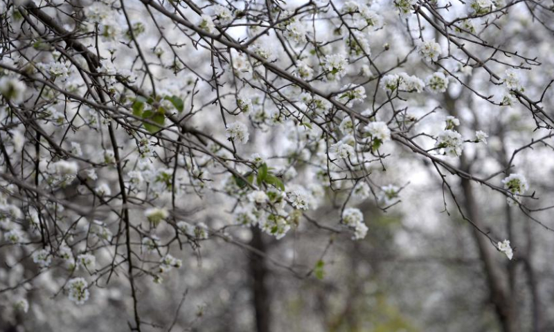 This photo taken on March 10, 2023 shows the view of blooming apricot flowers at a roadside garden in Islamabad, capital of Pakistan. (Xinhua/Ahmad Kamal)