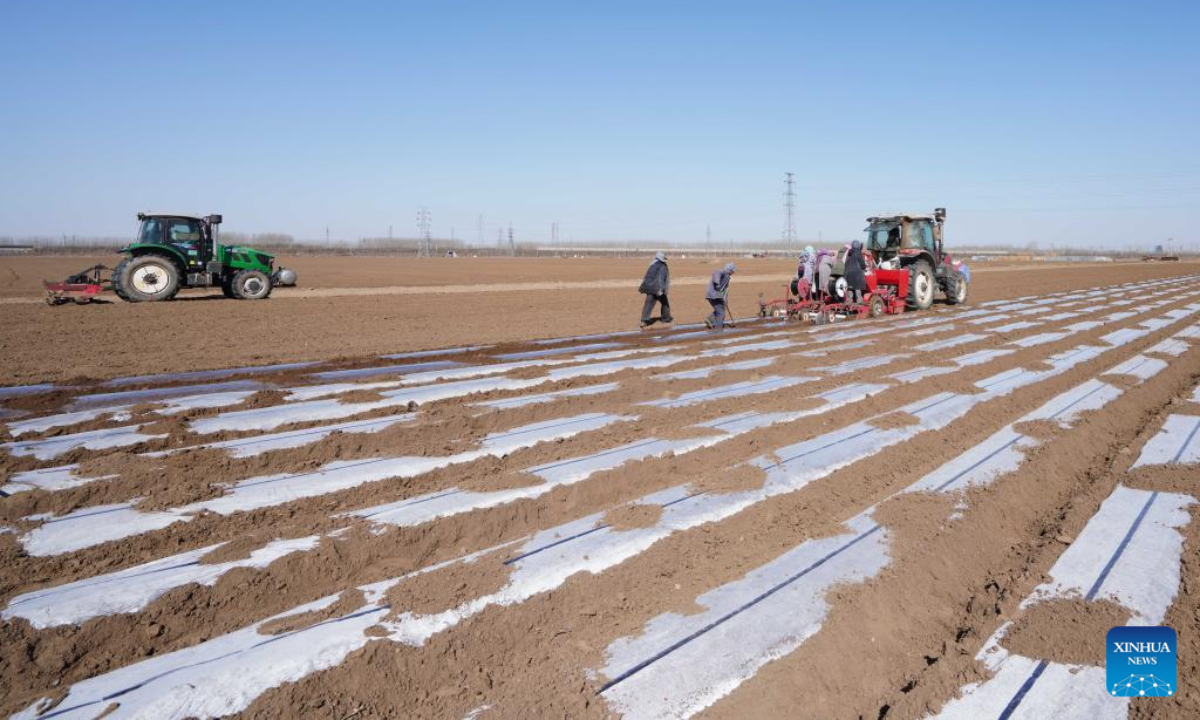 Farmers sow potatoes in Luannan County, north China's Hebei Province, March 17, 2023. Photo:Xinhua