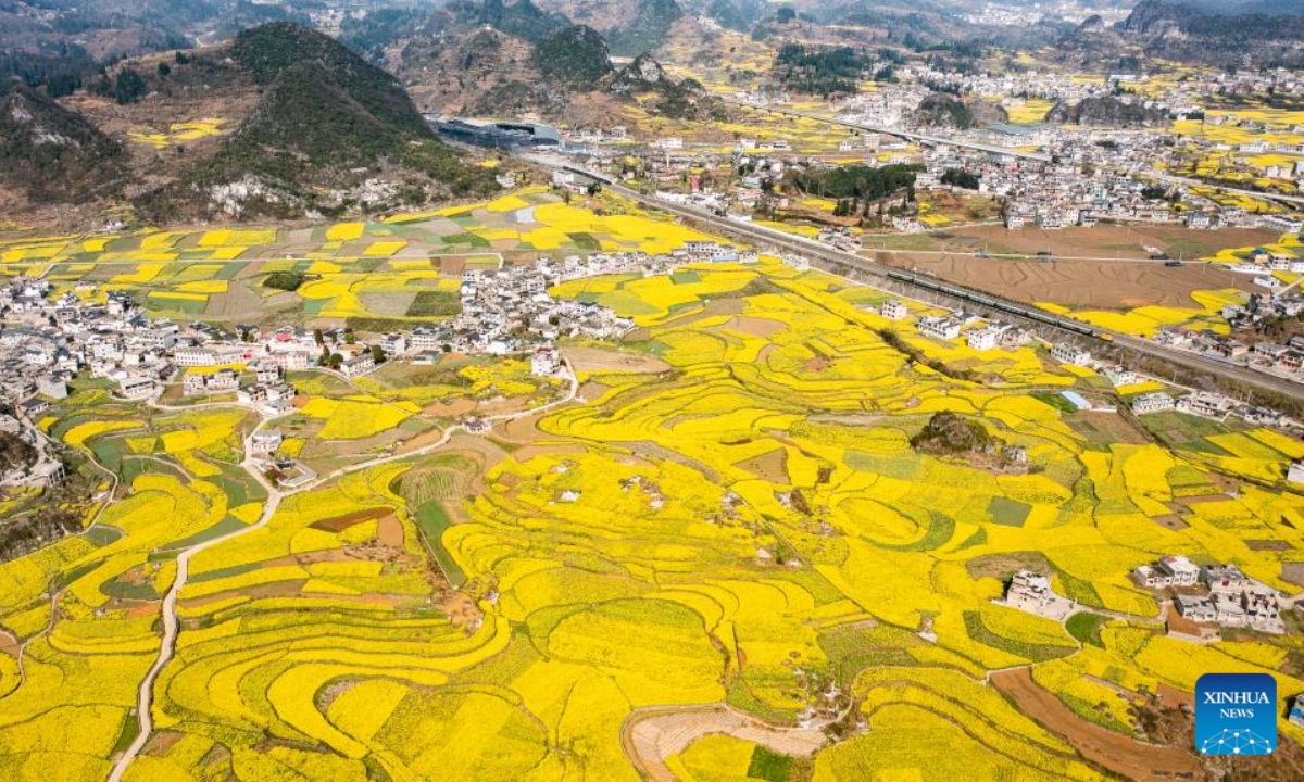 This aerial photo taken on March 9, 2023 shows cole flower fields in Wayao Village of Mugang Town, Liuzhi Special District, Liupanshui, southwest China's Guizhou Province. Photo:Xinhua