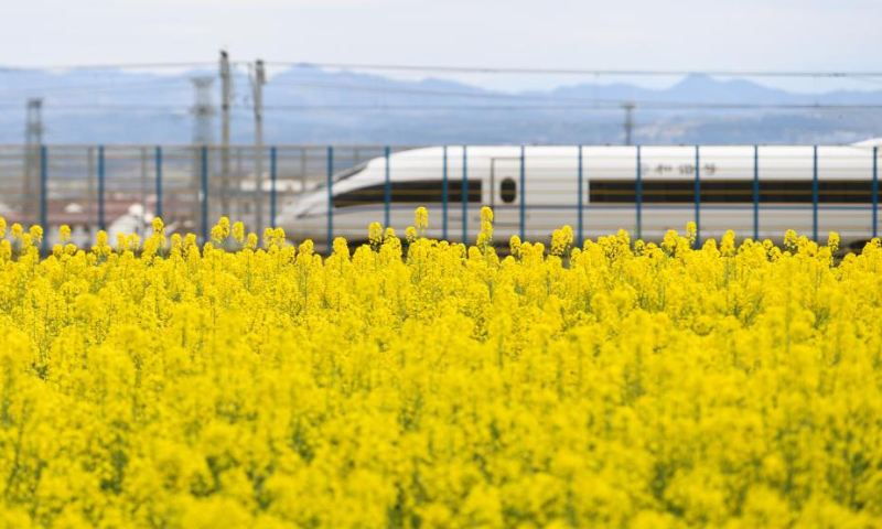 This photo taken on March 17, 2023 shows a high-speed train running past a cole flower field in Yangxian County of Hanzhong City, northwest China's Shaanxi Province. As the temperature gradually rises, the cole flowers in full bloom have attracted many tourists to Hanzhong. In recent years, the rural revitalization of Hanzhong has been greatly promoted by the development of ecological agriculture and tourism. (Photo by Zou Jingyi/Xinhua)