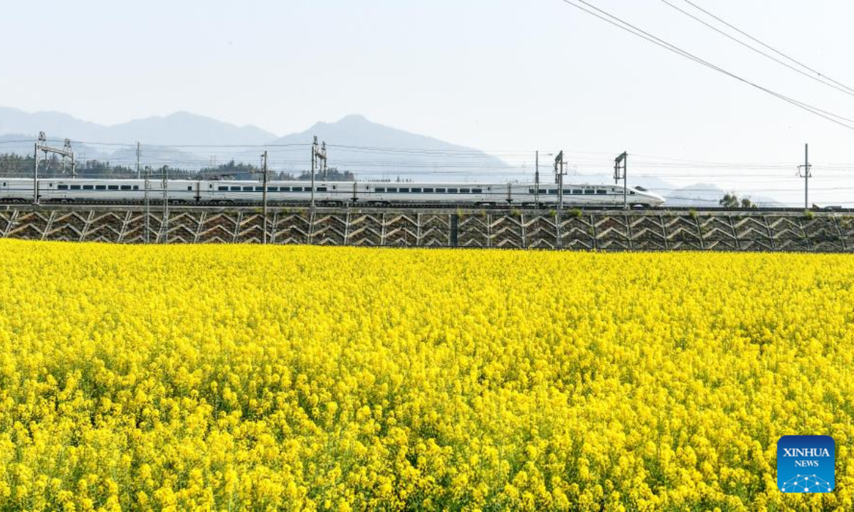 A bullet train passes by a cole flower field in Rongjiang County, in Qiandongnan Miao and Dong Autonomous Prefecture, southwest China's Guizhou Province, March 9, 2023. Photo:Xinhua