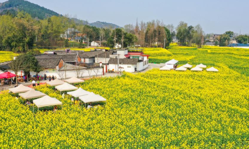 This aerial photo taken on March 5, 2023 shows tourists visiting a cole flower field in Daoming Town of Chongzhou, southwest China's Sichuan Province. (Xinhua/Wang Xi)