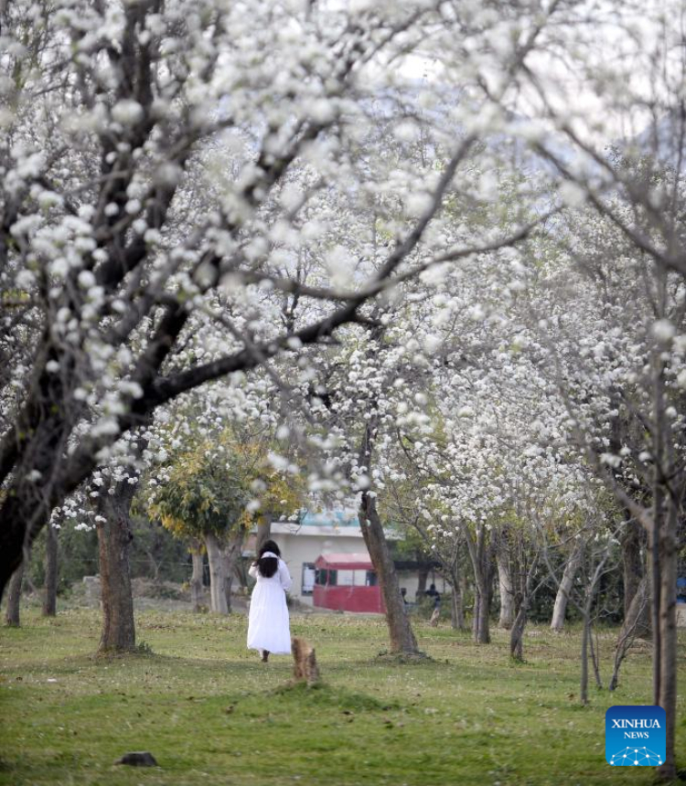 This photo taken on March 10, 2023 shows the view of blooming apricot trees in Islamabad, capital of Pakistan. (Xinhua/Ahmad Kamal)