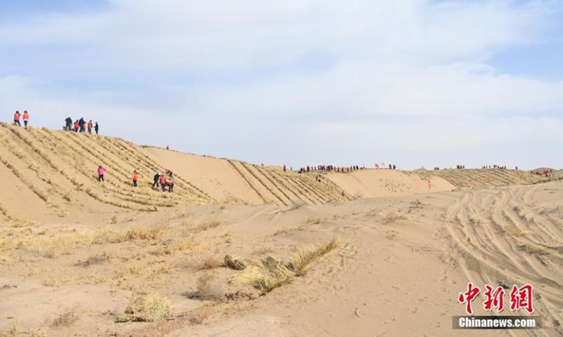 Locals make straw checkerboard sand barriers to combat desertification in Wuwei, northwest China's Gansu Province, March 2, 2023. Gansu has taken effective measures in fighting against desertification. (Photo/China News Service)