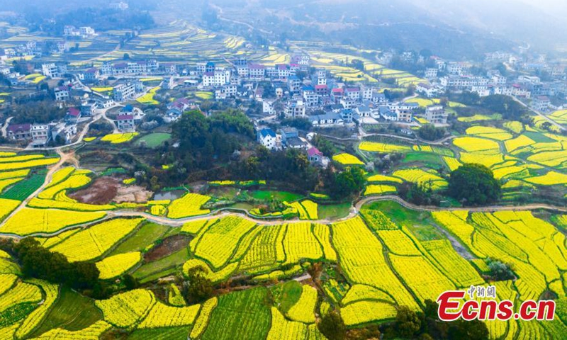 Blooming cole flowers attract visitors in Ji'an, east China's Jiangxi Province. (Photo: China News Service/Li Xiaoming)