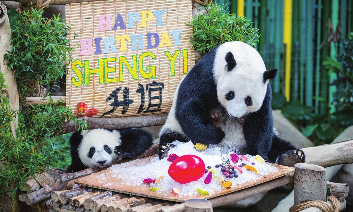 Giant panda cub Sheng Yi (Left) and mother Liang Liang are seen in an enclosure during the cub's first birthday celebrations at the National Zoo in Kuala Lumpur, Malaysia on May 31, 2022. Photo: IC
