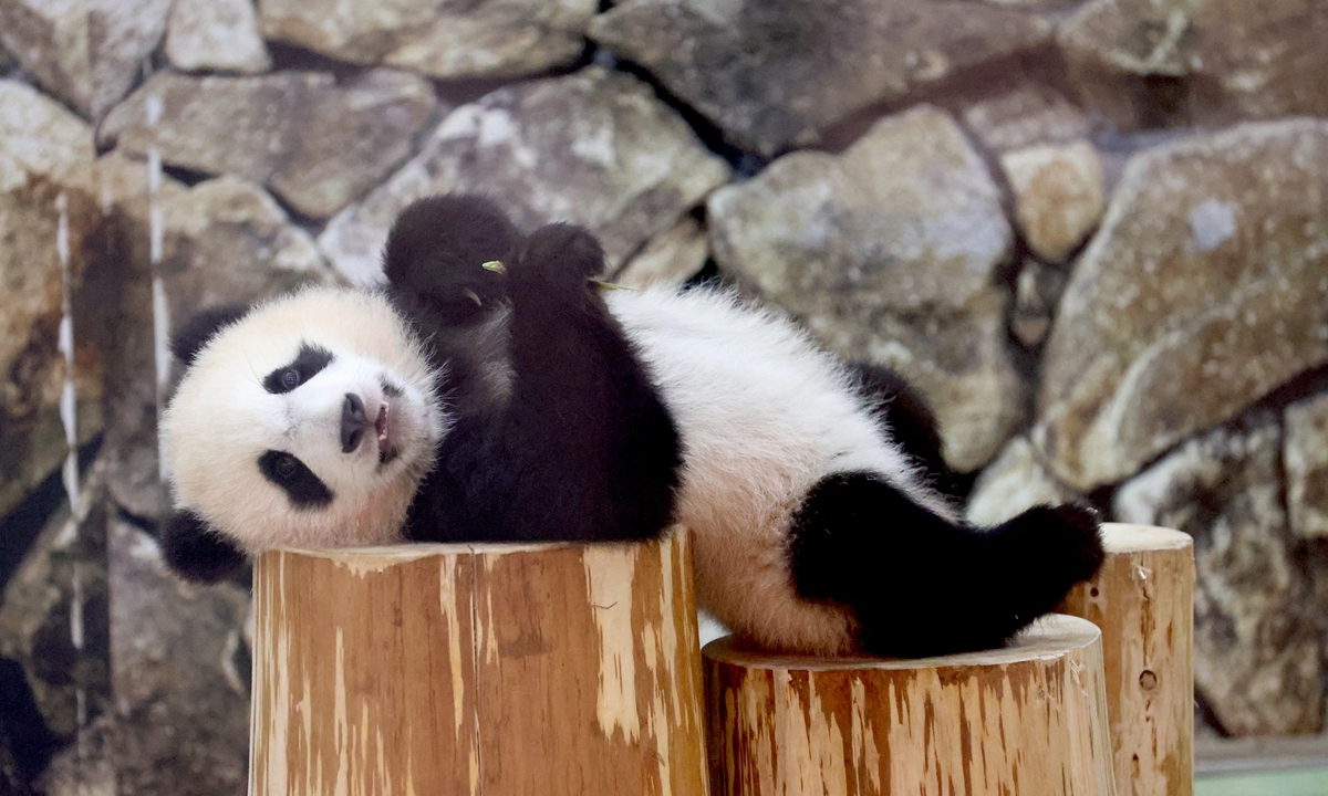 Giant panda cub Fuhin is photographed at the Adventure World amusement park in Shirahama, Wakayama Prefecture, Japan on June 10, 2021. Photo: IC