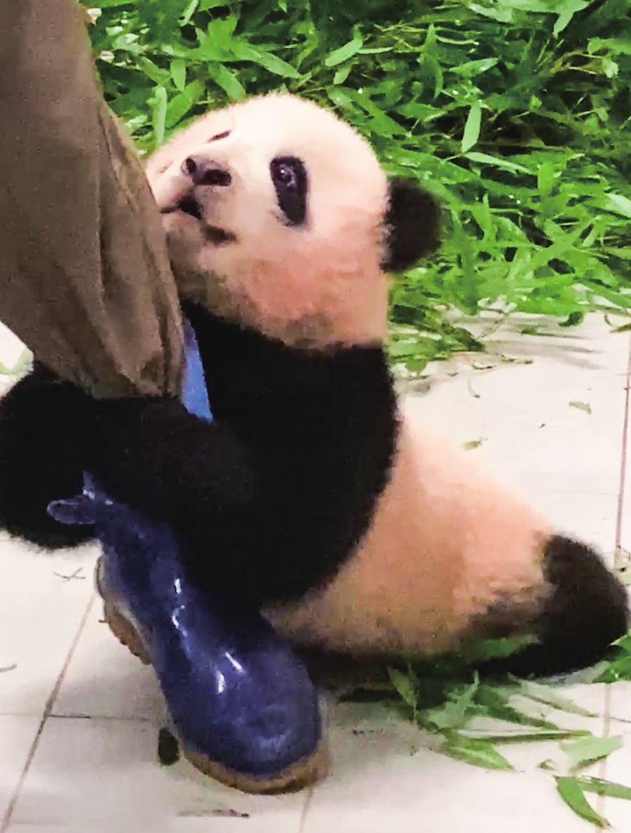 Fubao, the first panda born in South Korea, holds onto the leg of her keeper in January 2021 in Samsung Everland, South Korea. The park said the video clip showing this cute moment has been played millions of times on YouTube. Photo: IC