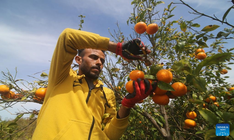 A Palestinian harvests clementine fruits at a farm in the southern Gaza Strip city of Khan Younis, on March 7, 2023. (Photo:Xinhua)