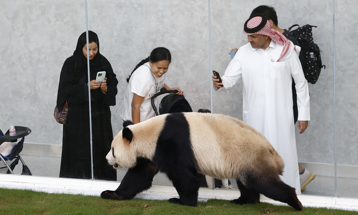 Jing Jing, a male giant panda, surveys his massive playground in Doha, Qatar on November 18, 2022. Before the kickoff of the FIFA World Cup 2022, Jing Jing and another panda, Sihai, arrived in Doha. Photo: IC
