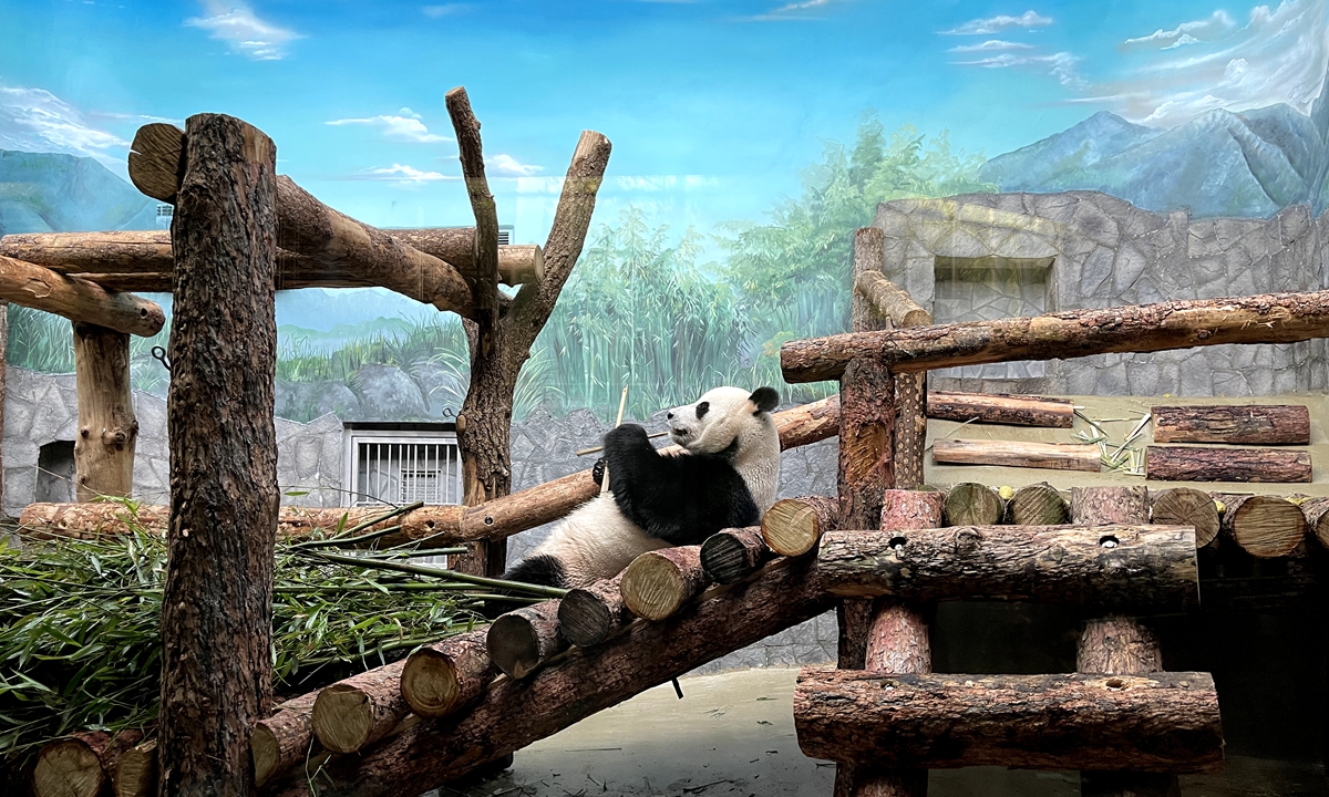 Giant panda Ding Ding enjoys a snack at the Moscow Zoo in Russia on March 8, 2023. Ding Ding and her fellow panda Ruyi living here are known for their fierce yet fantastic 