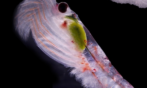 Scientists have decoded the secrets of the genes of Antarctic Krill, explaining the reason why such small creatures have been able to adapt to the extremely harsh climate of the South Pole, according to a recent report published in the journal <em>Cell</em>.Photo: Courtesy of Dr.Fan Guangyi