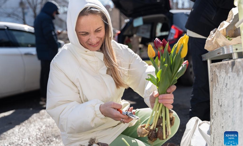 A stall owner trims tulip flowers on a street in Vladivostok, Russia, March 8, 2023. Vladivostok, a city in the Russian Far East, is dotted with tulip stalls on the occasion of the International Women's Day.(Photo: Xinhua)