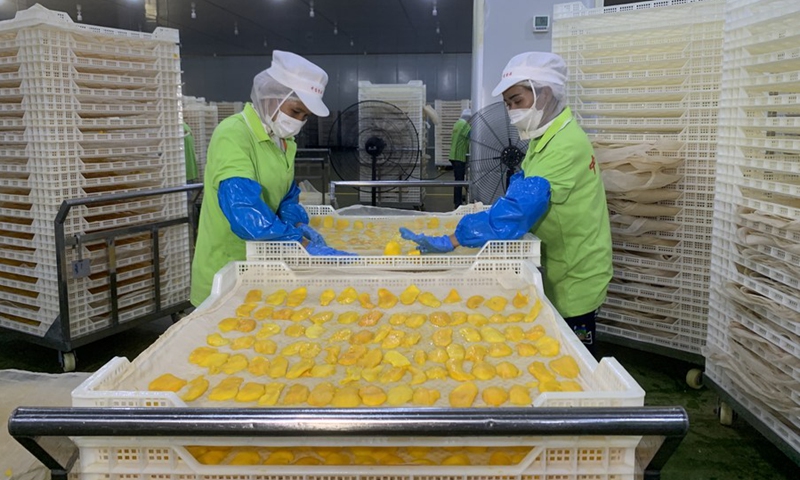 Workers prepare ripe mango slices at the Zhong Bao (Cambodia) Food Science & Technology Co., Ltd. in Kampong Speu province, Cambodia on March 7, 2023.(Photo: Xinhua)