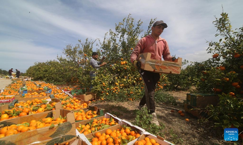 Palestinians harvest clementine fruits at a farm in the southern Gaza Strip city of Khan Younis, on March 7, 2023. (Photo:Xinhua)