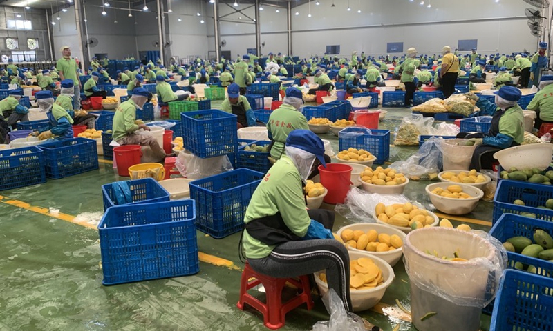 Workers slice ripe mangoes at the Zhong Bao (Cambodia) Food Science & Technology Co., Ltd. in Kampong Speu province, Cambodia on March 7, 2023.(Photo: Xinhua)